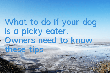 What to do if your dog is a picky eater. Owners need to know these tips