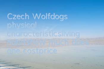 Czech Wolfdog’s physical characteristics_living habits_how much does one cost|price
