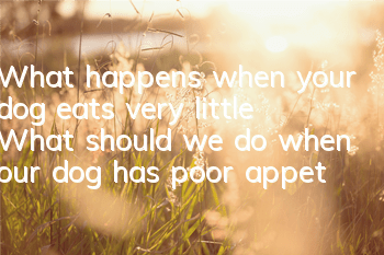What happens when your dog eats very little? What should we do when our dog has poor appetite?