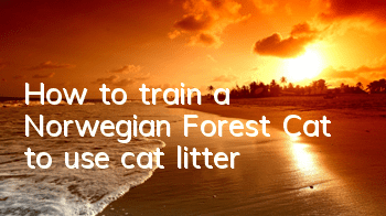 How to train a Norwegian Forest Cat to use cat litter