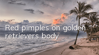 Red pimples on golden retriever's body