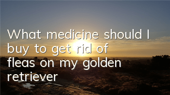 What medicine should I buy to get rid of fleas on my golden retriever?