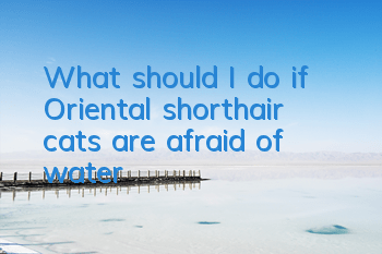 What should I do if Oriental shorthair cats are afraid of water?