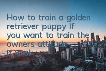 How to train a golden retriever puppy? If you want to train the owner's attitude, it is also very important!