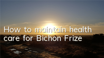 How to maintain health care for Bichon Frize?