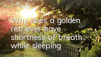 Why does a golden retriever have shortness of breath while sleeping?