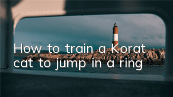 How to train a Korat cat to jump in a ring