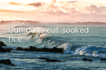 TCan dogs eat soaked rice?