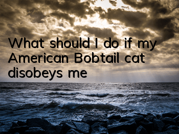What should I do if my American Bobtail cat disobeys me?