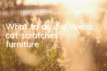 What to do if a Welsh cat scratches furniture