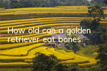 How old can a golden retriever eat bones?