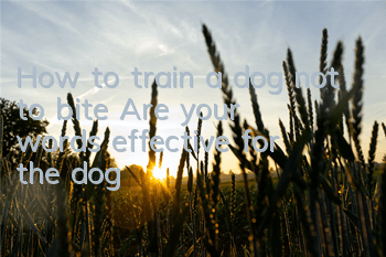 How to train a dog not to bite? Are your words effective for the dog?
