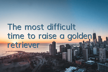The most difficult time to raise a golden retriever