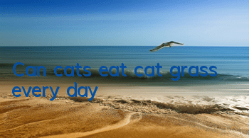 TCan cats eat cat grass every day?