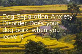 Dog Separation Anxiety Disorder: Does your dog bark when you leave it?