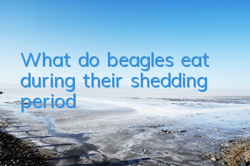 What do beagles eat during their shedding period?