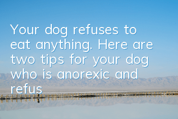 Your dog refuses to eat anything. Here are two tips for your dog who is anorexic and refuses to eat anything.