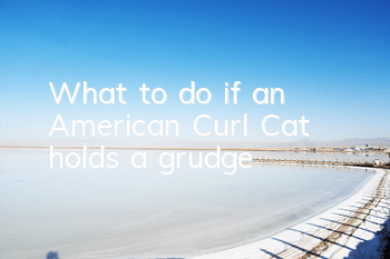 What to do if an American Curl Cat holds a grudge