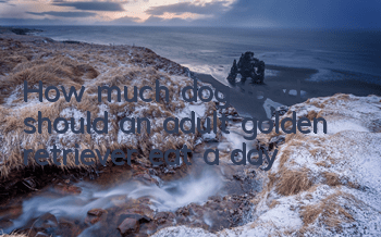 How much dog food should an adult golden retriever eat a day?