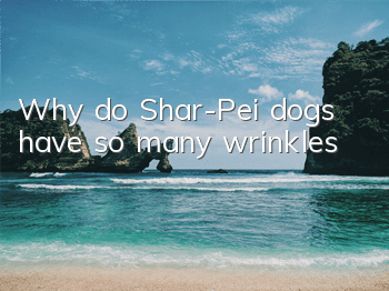 Why do Shar-Pei dogs have so many wrinkles?