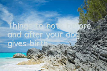 TThings to note before and after your dog gives birth