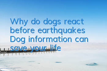 Why do dogs react before earthquakes? Dog information can save your life!