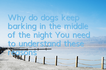 Why do dogs keep barking in the middle of the night? You need to understand these reasons