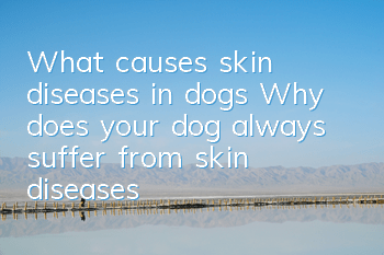 What causes skin diseases in dogs? Why does your dog always suffer from skin diseases?