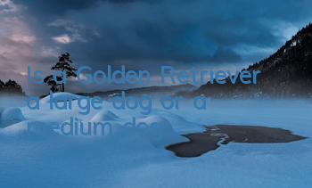 Is a Golden Retriever a large dog or a medium dog?