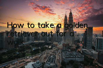 How to take a golden retriever out for a walk?
