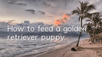 How to feed a golden retriever puppy
