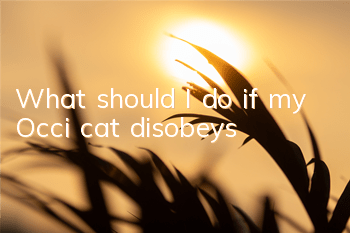 What should I do if my Occi cat disobeys?