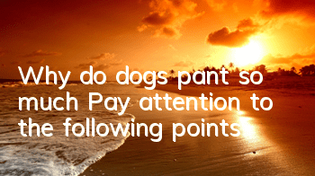 Why do dogs pant so much? Pay attention to the following points!