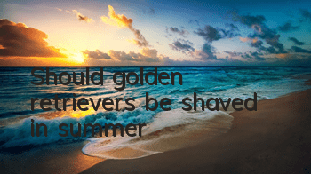 Should golden retrievers be shaved in summer?