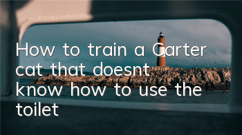 How to train a Carter cat that doesn’t know how to use the toilet