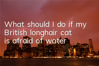 What should I do if my British longhair cat is afraid of water?