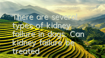 There are several types of kidney failure in dogs. Can kidney failure be treated?