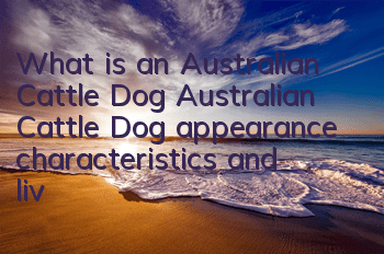 TWhat is an Australian Cattle Dog? Australian Cattle Dog appearance characteristics and living habits