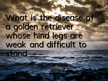 What is the disease of a golden retriever whose hind legs are weak and difficult to stand up?