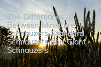 The Differences Between Miniature Schnauzers, Standard Schnauzers, and Giant Schnauzers