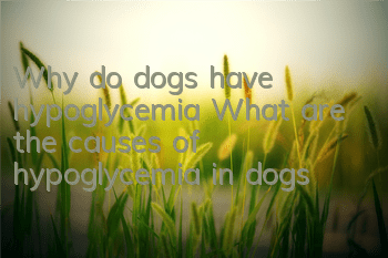 Why do dogs have hypoglycemia? What are the causes of hypoglycemia in dogs?