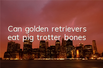 Can golden retrievers eat pig trotter bones?