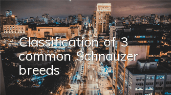 Classification of 3 common Schnauzer breeds