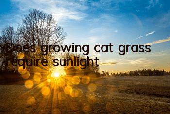 TDoes growing cat grass require sunlight?