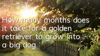 How many months does it take for a golden retriever to grow into a big dog?
