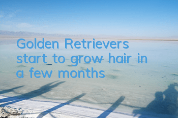 Golden Retrievers start to grow hair in a few months