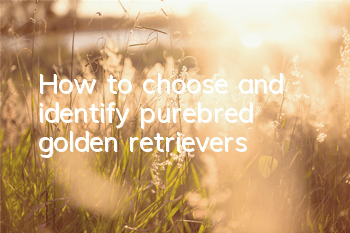How to choose and identify purebred golden retrievers