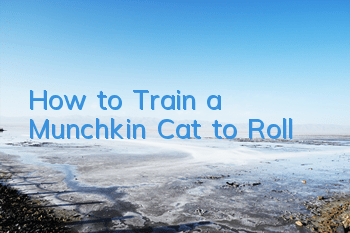 How to Train a Munchkin Cat to Roll