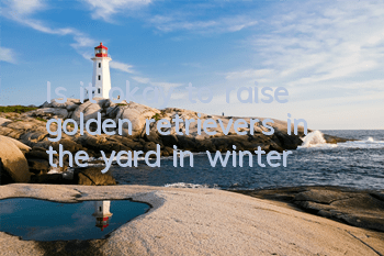 Is it okay to raise golden retrievers in the yard in winter?