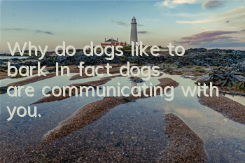 Why do dogs like to bark? In fact, dogs are communicating with you.